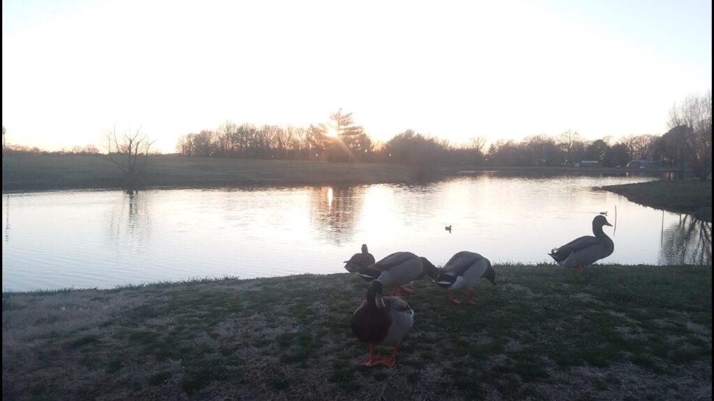 duck 2